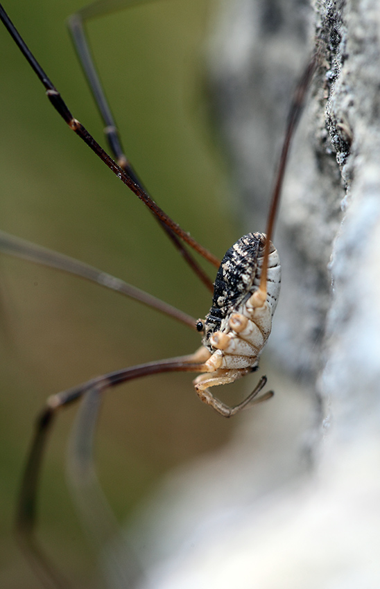 Mitopus glacialis